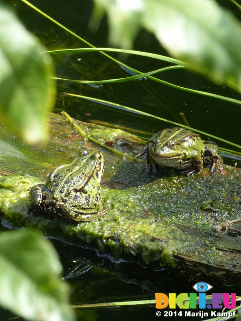 FZ007959Marsh frogs (Pelophylax ridibundus) on plank